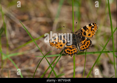 Karte Motte (Araschnia levana) Weiblich (erste Generation) Kymenlaakso, Virolahti, Etela-Suomi/Südfinnland, Finnland. Juni Stockfoto