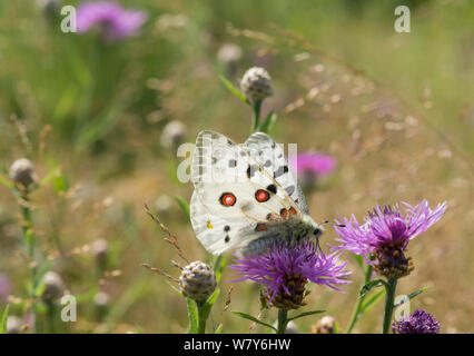 Apollofalter (clossiana Apollo) männlichen auf Distel,, Lohja, Uusimaa, Etela-Suomi/Südfinnland, Finnland. Juli Stockfoto