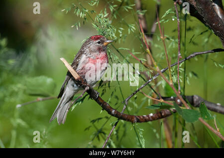 Common redpoll (Carduelis flammea) männlichen Erwachsenen im Sommer, Kilpisjärvi, Batchelor, Lappi/Lappland, Finnland. Juli Stockfoto