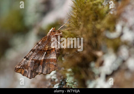 Frühe thorn Motte (Selenia Dentaria) Jyvaskya, Niedrelande, Lansi-ja Sisa-Suomi/Central und Western Finland, Finnland. Mai Stockfoto