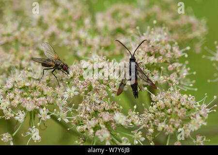 Rote Spitze (Synanthedon formicaeformis clearwing) Parikkala, Etela-Karjala/Südkarelien, Etela-Suomi/Südfinnland, Finnland. Juli Stockfoto