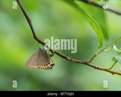 Schwarz hairstreak Schmetterling (Satyrium Pruni) Weibchen Eier, Joutseno, Lappeenranta, Etela-Karjala/Südkarelien, Etela-Suomi/Südfinnland, Finnland. Juli Stockfoto