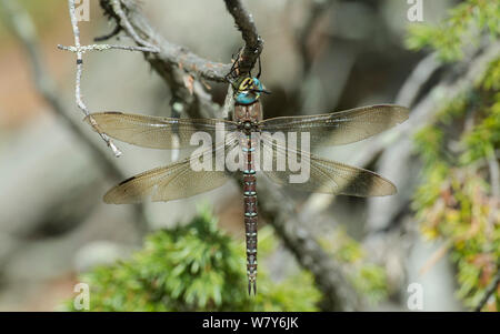 Gemeinsame hawker Dragonfly (Aeshna Juncea) Pflege Augen, Raasepori, Uusimaa, Etela-Suomi/Südfinnland, Finnland. August Stockfoto