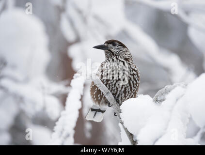 Nussknacker (Nucifraga caryocatactes) auf verschneiten Zweig, Ounasvaara, Rovaniemi, Lappi/Lappland, Finnland. Januar Stockfoto