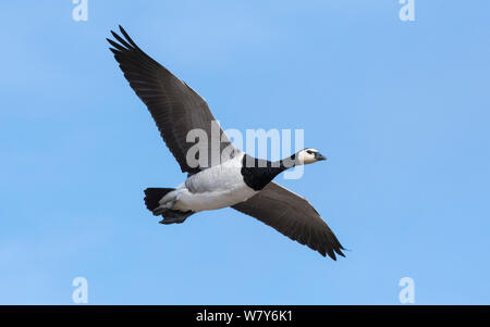 Nonnengans (Branta leucopsis) fliegen Erwachsene, Ruissalo, Turku, Lounais-Suomi, Varsinais-Suomi/südwestlichen Finnland, Finnland. September Stockfoto