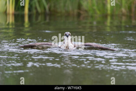 Fischadler (Pandion haliaetus) aus Wasser nach dem Tauchgang, Kangasala, Pirkanmaa, Lansi-ja Sisa-Suomi/Central und Western Finland, Finnland. August Stockfoto