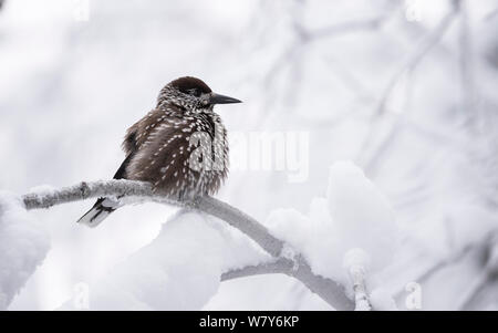 Nussknacker (Nucifraga caryocatactes) auf verschneiten Zweig, Ounasvaara, Rovaniemi thront, Lappi/Lappland, Finnland. Januar Stockfoto