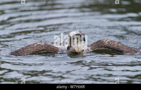 Fischadler (Pandion haliaetus) aus Wasser nach einem Tauchgang, Kangasala, Pirkanmaa, Lansi-ja Sisa-Suomi/Central und Western Finland, Finnland. August Stockfoto