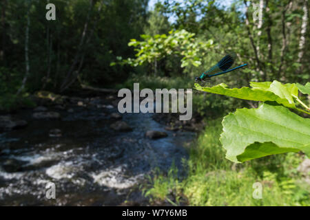 Gebänderte demoiselle (Calopteryx splendens) Männchen in Habitat, Rutajoki Fluss, Leivonmaki, Kittilä, Niedrelande, Lansi-ja Sisa-Suomi/Central und Western Finland, Finnland. Juli Stockfoto