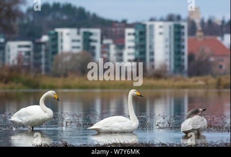 Singschwan (Cygnus Cygnus) in Wasser am Rande der Stadt, Jyvaskya Niedrelande, Lansi-ja Sisa-Suomi/Central und Western Finland, Finnland. November Stockfoto