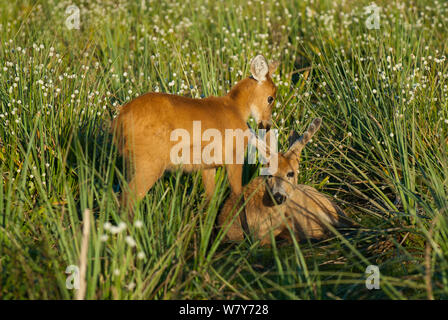 Marsh Rotwild (Blastocerus Dichotomus) männlichen und weiblichen Ibera Sümpfe, Provinz Corrientes, Argentinien Stockfoto