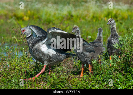 Südliche screamer (Chauna torquata) führenden Küken auf dem Boden sind, Ibera Sümpfe, Provinz Corrientes, Argentinien Stockfoto