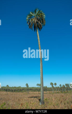 Yatay Palm/jelly Palm (Batia yatay) El Palmar Nationalpark, Provinz Entre Rios, Argentinien Stockfoto