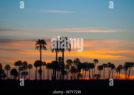 Yatay Palm/jelly Palm (Batia yatay) Bäume bei Sonnenuntergang Silhouette, El Palmar Nationalpark, Provinz Entre Rios, Argentinien Stockfoto