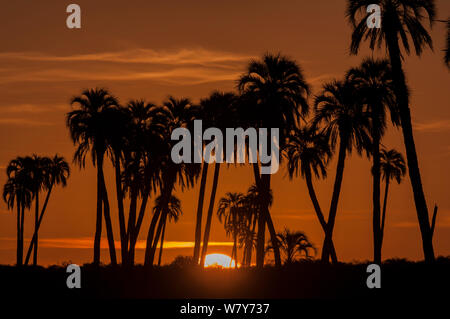 Yatay Palm/jelly Palm (Batia yatay) Bäume bei Sonnenuntergang, El Palmar Nationalpark, Provinz Entre Rios, Argentinien Stockfoto