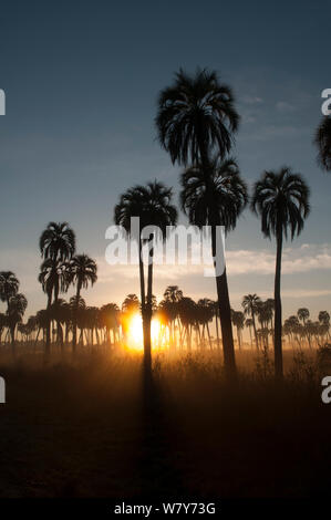 Yatay Palm/jelly Palm (Batia yatay) bei Sonnenuntergang Silhouette, El Palmar Nationalpark, Provinz Entre Rios, Argentinien Stockfoto