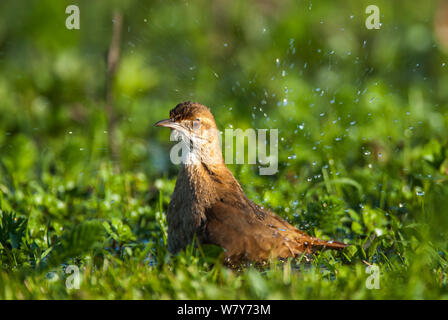 Rufous hornero (furnarius Rufus) baden, Ibera Sümpfe, Provinz Corrientes, Argentinien Stockfoto