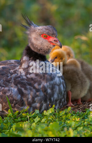 Südliche screamer (Chauna torquata) mit Küken auf dem Boden sind, Ibera Sümpfe, Provinz Corrientes, Argentinien Stockfoto