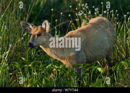 Marsh Rotwild (Blastocerus Dichotomus) Ibera Sümpfe, Provinz Corrientes, Argentinien Stockfoto