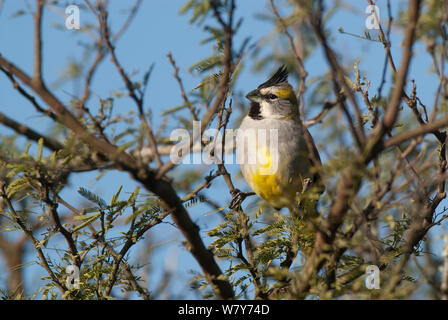 Gelbe Kardinal - cardenal Amarillo (Gubernatrix cristata) Weiblich, Ibera Sümpfe, Provinz Corrientes, Argentinien. Gefährdete Arten. Stockfoto