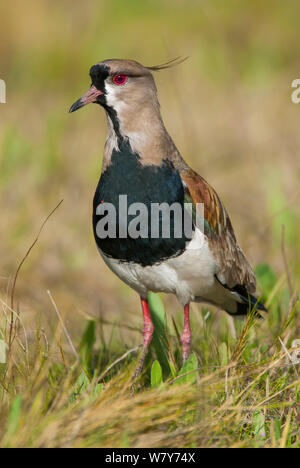 Südlichen Kiebitz (Vanellus Chilensis) La Pampa, Argentinien Stockfoto