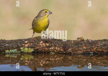 Safran Finch (Sicalis flaveola) und Biene auf Anmelden, La Pampa, Argentinien. Stockfoto