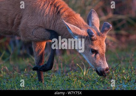 Marsh Rotwild (Blastocerus Dichotomus) männlich mit wachsenden Geweihe in Samt, Ibera Sümpfe, Provinz Corrientes, Argentinien Stockfoto