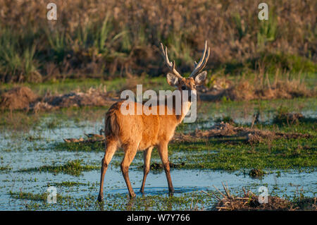 Marsh Rotwild (Blastocerus Dichotomus) männlich, Ibera Sümpfe, Provinz Corrientes, Argentinien Stockfoto