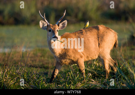 Marsh Rotwild (Blastocerus Dichotomus) männlich mit Vieh Tyrann (Machetornis rixosus) Ibera Sümpfe, Provinz Corrientes, Argentinien Stockfoto