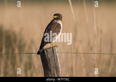 Am Straßenrand Hawk (Rupornis magnirostris) auf Zaun Pfosten thront, Ibea Sümpfe, Provinz Corrientes, Argentinien Stockfoto