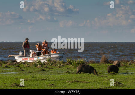 Touristen auf dem Boot, capybara (Hydrochoerus hydrochaeris) von Boot, Ibera Sümpfe, Provinz Corrientes, Argentinien Stockfoto