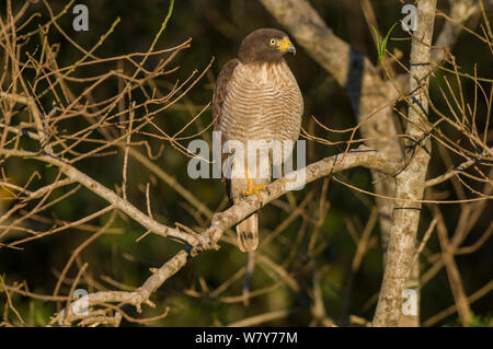 Am Straßenrand Hawk (Buteo magnirostris) thront, Ibera Sümpfe, Provinz Corrientes, Argentinien Stockfoto