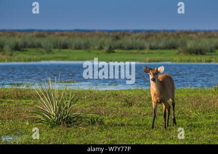 Marsh Rotwild (Blastocerus Dichotomus) männlich mit Geweih gerade anfängt zu wachsen, Ibera Sümpfe, Provinz Corrientes, Argentinien Stockfoto