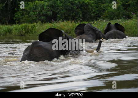 Afrikanischen Waldelefanten (Loxodonta cyclotis) Lekoli Fluss, Republik Kongo (Brazzaville), Afrika durchqueren. Gefährdete Arten. Stockfoto