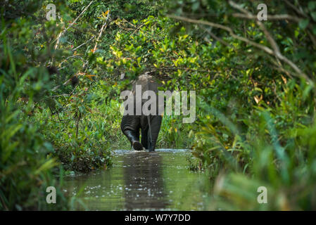 Afrikanische Waldelefant (Loxodonta cyclotis) Lekoli Fluss, Republik Kongo (Brazzaville), Afrika. Gefährdete Arten. Stockfoto