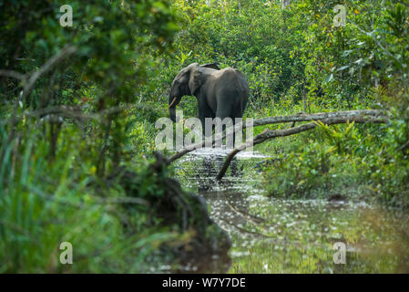 Afrikanische Waldelefant (Loxodonta cyclotis) in Wasser, Lekoli Fluss, Republik Kongo (Brazzaville), Afrika. Gefährdete Arten. Stockfoto