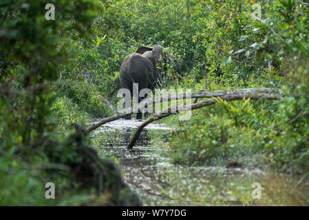 Rückansicht afrikanische Waldelefant (Loxodonta cyclotis) in Wasser, Lekoli Fluss, Republik Kongo (Brazzaville), Afrika. Gefährdete Arten. Stockfoto