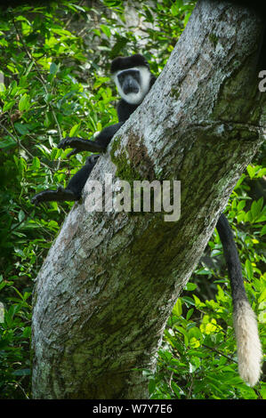 Guereza Colobus Affen (Colobus guereza) im Baum. Lango Bai, Republik Kongo (Brazzaville), Afrika. Stockfoto