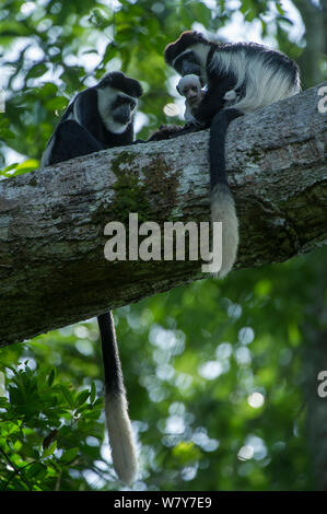 Guereza Guerezas (Colobus guereza) im Baum mit Kleinkind. Lango Bai, Republik Kongo (Brazzaville), Afrika. Stockfoto