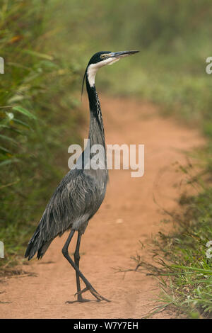 Black-headed Heron (Ardea Melanocephala) Lango Bai, Republik Kongo (Brazzaville), Afrika. Stockfoto