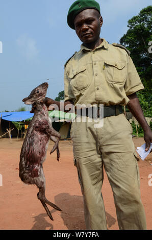 Guard mit dem beschlagnahmten Western Blue Duiker (Philantomba monticola Congicus) Karkasse, getötet nach Buschfleisch. Yengo Eco Guard control point, Odzala-Kokoua National Park. Republik Kongo (Brazzaville), Afrika, Juni 2013. Stockfoto