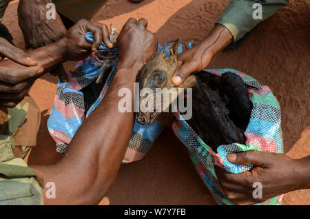 Schutzvorrichtungen mit dem beschlagnahmten Western Blue Duiker (Philantomba monticola Congicus) Karkasse, getötet nach Buschfleisch. Yengo Eco Guard control point, Odzala-Kokoua National Park. Republik Kongo (Brazzaville), Afrika, Juni 2013. Stockfoto