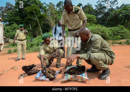 Schutzeinrichtungen mit Buschfleisch konfisziert einschließlich Tierkörper von Duiker und Affe. Yengo Eco Guard control point, Odzala-Kokoua National Park. Republik Kongo (Brazzaville), Afrika, Juni 2013. Stockfoto