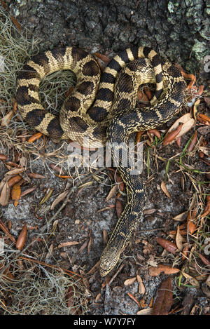 Louisiana pine snake (pituophis Ruthveni) Orianne Indigo Snake bewahren, Telfair County, Georgia, USA, März. Captive, tritt in USA, gefährdete Arten. Stockfoto