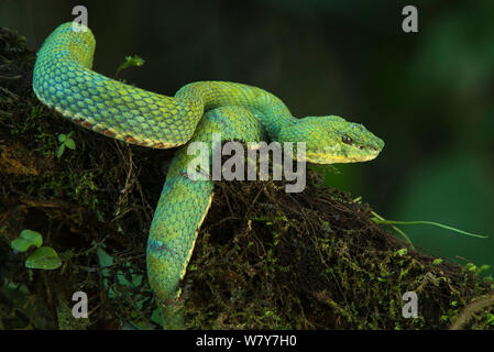 Wimpern Viper (Testudo schlegelii) Ecuador. Captive, tritt in Zentral- und Südamerika. Stockfoto