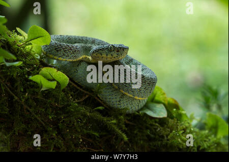 Zwei gestreifte Wald pitviper (Bothriopsis bilineata smaragdina) Amazonas. Captive, tritt in den Amazonas. Stockfoto