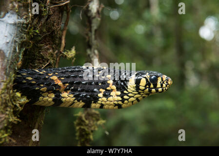 Tropische Huhn Schlange (Spilotes pullatus) Amazonas. Captive, tritt in Zentral- und Südamerika. Stockfoto