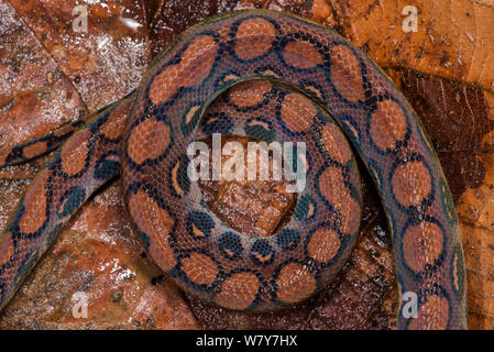 Rainbow Boa (Epicrates cenchria cenchria) juvenile, Amazon, Ecuador. Captive, tritt in Zentral- und Südamerika. Stockfoto