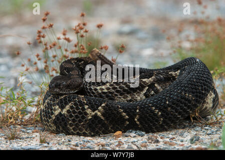 Holz Klapperschlange (Crotalus horridus) schwarz Morph, Norden von Georgia, USA, August. Captive, tritt in den USA. Stockfoto