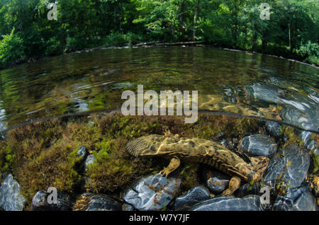 Osteuropa (Cryptobranchus alleganiensis hellbender alleganiensis) Hiwassee Fluss, Cherokee National Forest, Tennessee, USA, Juli. Stockfoto